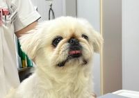心愛