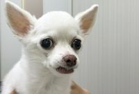 ハロ