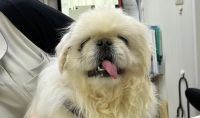 リッキー