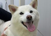 福