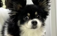 たいよう