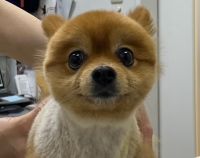 チェルシー