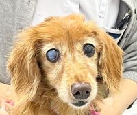 さくら