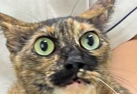 ちゃみ