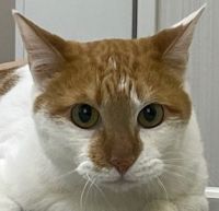 ぽた
